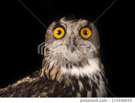 Eurasian eagle-owl in studio Eurasian eagle-owl in studio 115490654