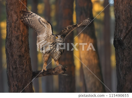 Eurasian eagle-owl in nature Eurasian eagle-owl in nature 115490655