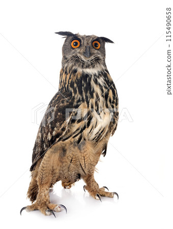 Eurasian eagle-owl in studio Eurasian eagle-owl in studio 115490658