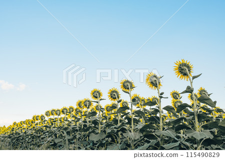 Sunflower in the back Sunflower in the back 115490829