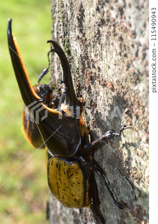 Hercules beetle male and female Hercules beetle on a tree in the forest 115490943
