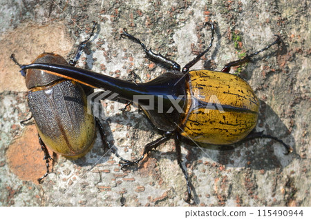 Hercules beetle male and female Hercules beetle on a tree in the forest 115490944