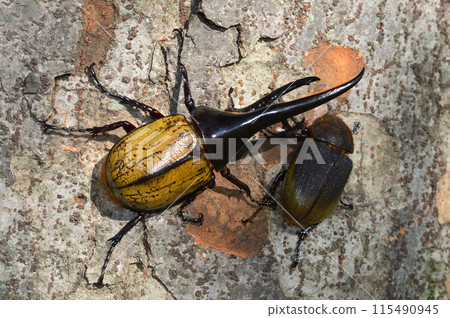 大力士甲蟲大力士 森林裡一棵樹上的雄性和雌性大力士 115490945