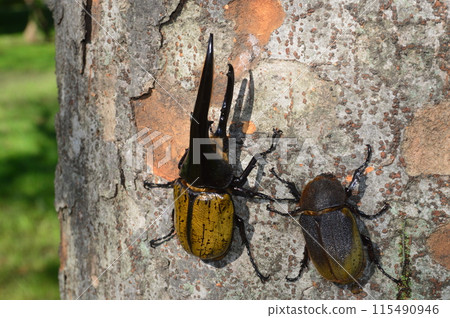 Hercules beetle male and female Hercules beetle on a tree in the forest Hercules beetle male and female Hercules beetle on a tree in the forest 115490946