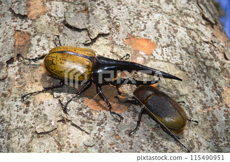 Hercules beetle male and female Hercules beetle on a tree in the forest 115490951
