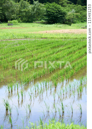 Rice paddy after rice planting 115491253