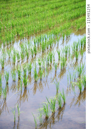 Rice paddy after rice planting Rice paddy after rice planting 115491254