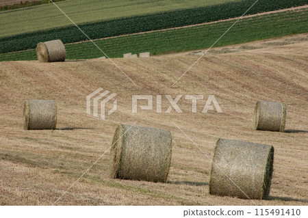 Land of grass rolls 115491410