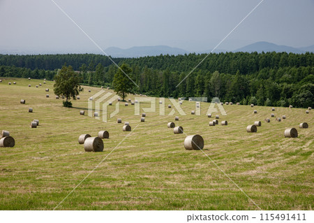 Land of grass rolls 115491411