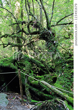 屋久島白谷雲水峽 115491679