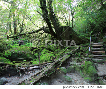 屋久島白谷雲水峽 115491680
