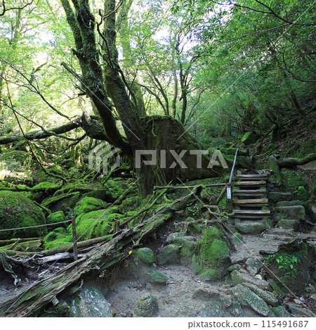 屋久島白谷雲水峽 115491687