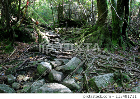 Yakushima Shiratani Unsuikyo Yakushima Shiratani Unsuikyo 115491711