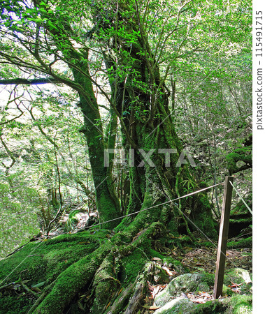 屋久島白谷雲水峽 115491715