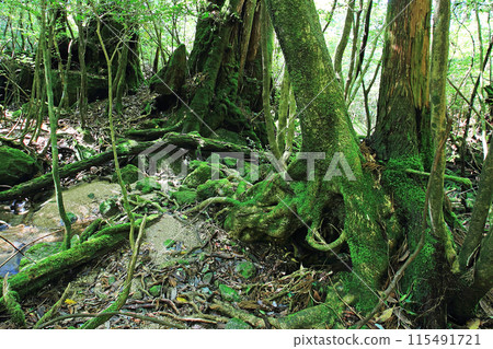 Yakushima Shiratani Unsuikyo Yakushima Shiratani Unsuikyo 115491721