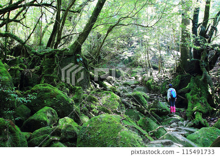 屋久島白谷雲水峽 115491733