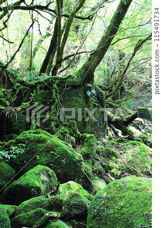 Yakushima Shiratani Unsuikyo Yakushima Shiratani Unsuikyo 115491734