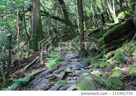 Yakushima Shiratani Unsuikyo 115491750