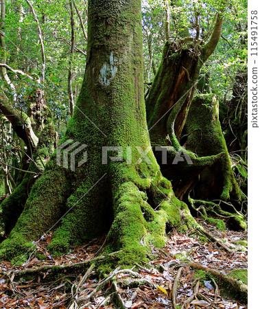 Yakushima Shiratani Unsuikyo 115491758