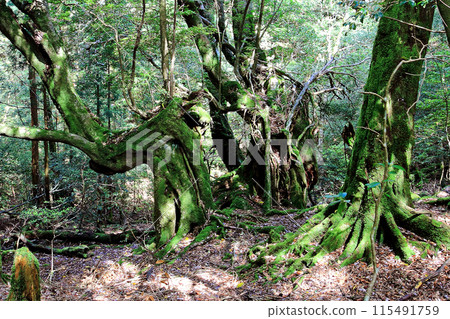屋久島白谷雲水峽 115491759