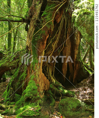 屋久島白谷雲水峽 115491762