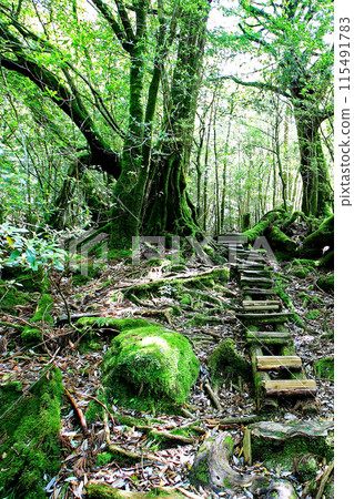 屋久島白谷雲水峽 屋久島白谷雲水峽 115491783