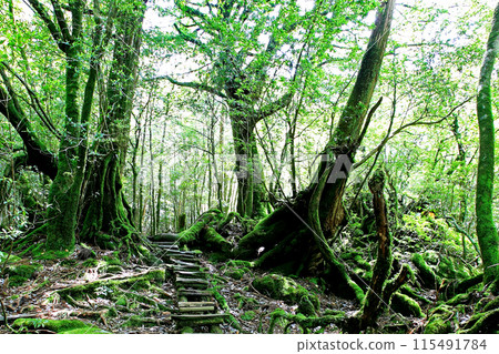 Yakushima Shiratani Unsuikyo Yakushima Shiratani Unsuikyo 115491784