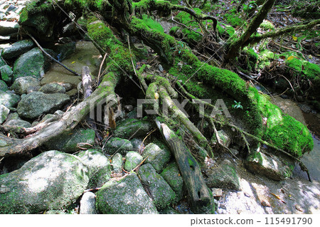 屋久島白谷雲水峽 屋久島白谷雲水峽 115491790