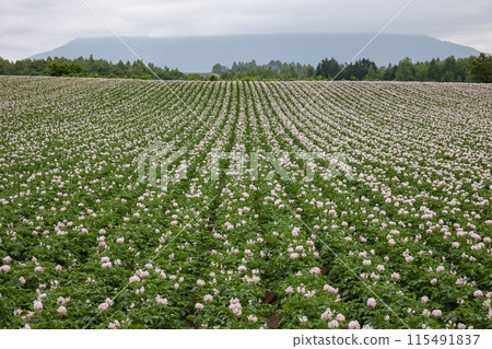 Potato flower bloom earth 115491837