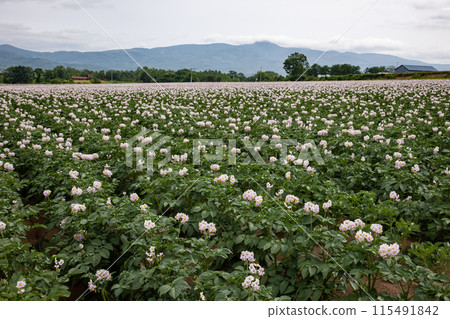 土豆花綻放地球 土豆花綻放地球 115491842
