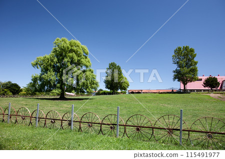 Big tree on the hill Big tree on the hill 115491977