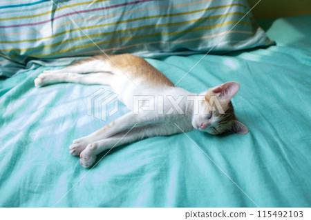 small cat lying on the bed and sleep small cat lying on the bed and sleep 115492103