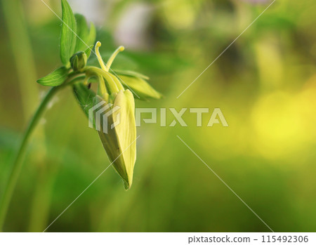 Background for design. Unopened bud of unusual flower and sun glare. Background for design. Unopened bud of unusual flower and sun glare. 115492306