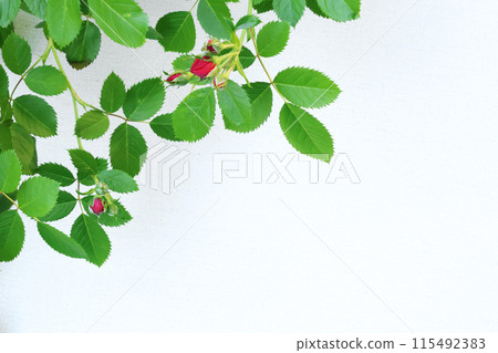 Rose branch with buds and background for design. Spring and nature, flowers. 115492383