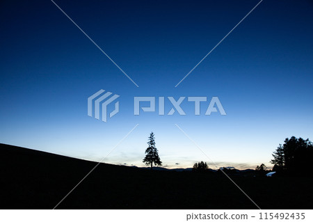 Christmas tree tree at dusk Christmas tree tree at dusk 115492435