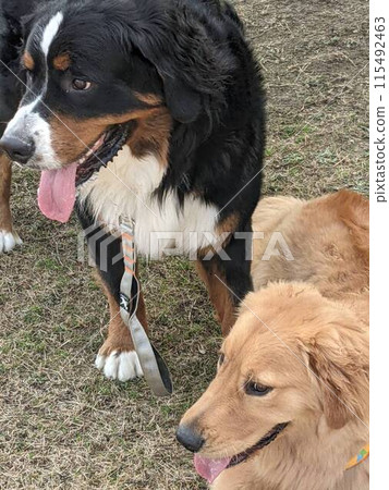 狗在公園裡玩 狗在公園裡玩 115492463