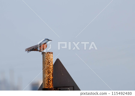 A Rock Thrush perched on a post in a park in a residential area 115492480