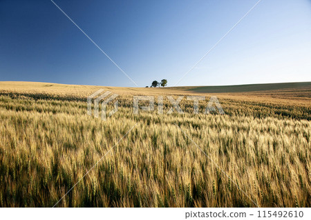 Yellow earth Yellow earth 115492610