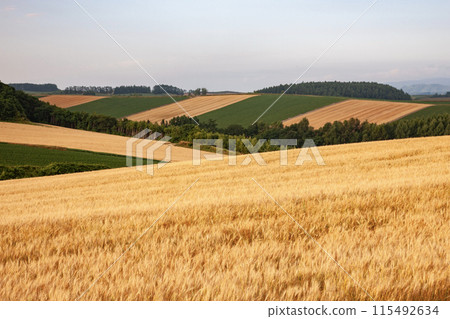 Yellow earth Yellow earth 115492634