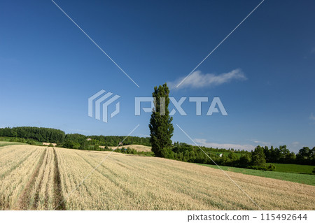 Yellow earth Yellow earth 115492644