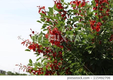 Red flowers of the American deigo (Chinese coral) blooming in a park in early summer Red flowers of the American deigo (Chinese coral) blooming in a park in early summer 115492706
