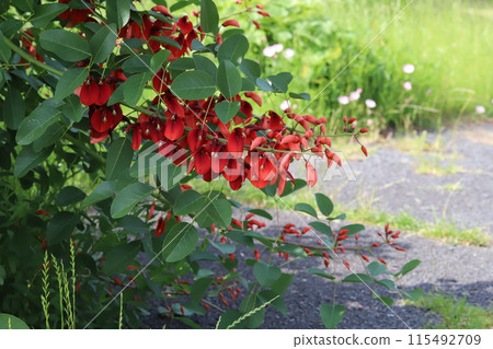初夏公園裡盛開的美國 Deigo (Kaikouzu) 的紅色花朵 115492709
