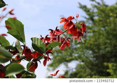 Red flowers of the American deigo (Chinese coral) blooming in a park in early summer 115492712