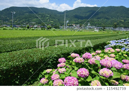 Hydrangea and tea fields Hydrangea and tea fields 115492739