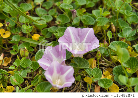 Hamahigao Hamahigao 115492871