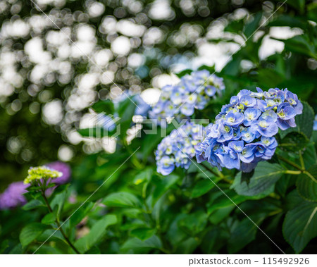 Hydrangeas blooming at Hydrangea Temple 115492926