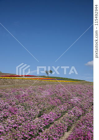 Heart-shaped tree on a hill Heart-shaped tree on a hill 115492944