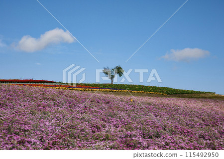 Heart-shaped tree on a hill 115492950