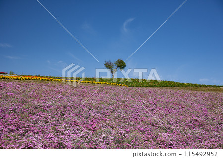 Heart-shaped tree on a hill 115492952