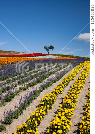 可以看到心樹的山丘 115493056